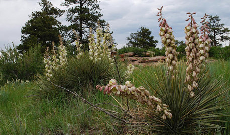 Great Design Plant: Yucca Glauca