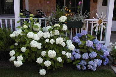 Inspiration for a medium sized classic front formal partial sun garden in Boston.