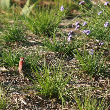 Solana Beach Sustainable Landscape and Bird Sanctuary