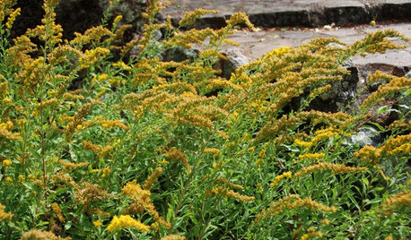 6 Native Goldenrods Worth a Second Look