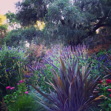 Sonoma County Garden