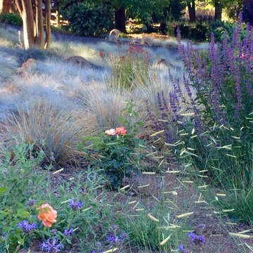 Sonoma County Garden
