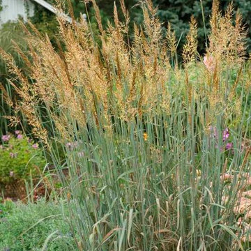 Sorghastrum nutans 'Sioux Blue'