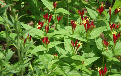 Great Design Plant: Spigelia Marilandica