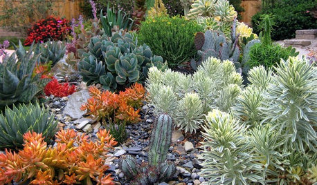 How to Save Money on Succulents