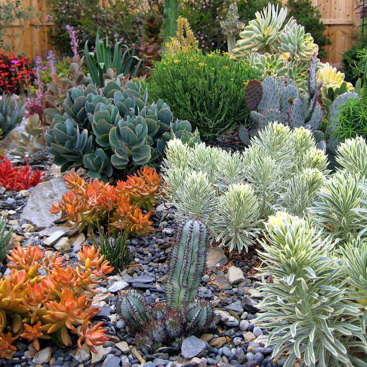 Succulent Garden | Houzz