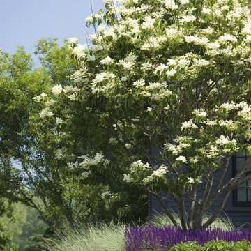 South Cove Residence