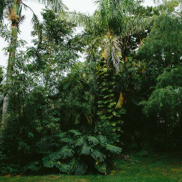 South Florida Rainforest