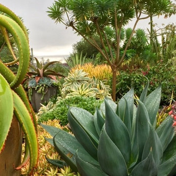 Southern California Garden