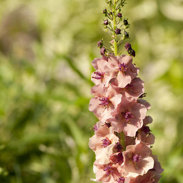'Southern Charm' mullein (Verbascum 'Southern Charm')