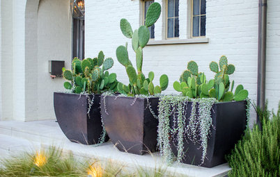 Cactus and Succulent Containers Are Ideal for Hot, Sunny Spots