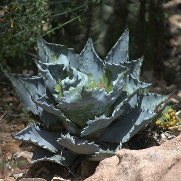 Southwestern Plants