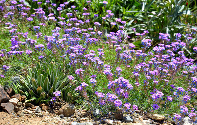 Glandularia Pulchella Trails Color Through the Drought-Tolerant Garden