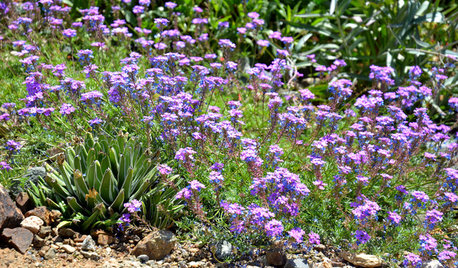 Glandularia Pulchella Trails Color Through the Drought-Tolerant Garden