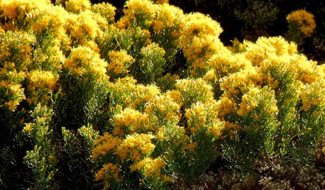 Great Design Plant: Ericameria Laricifolia
