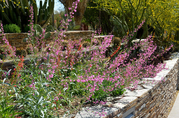 American Southwest Garden by Noelle Johnson Landscape Consulting
