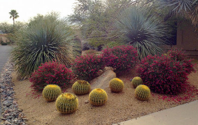 Paint the Southwest Winter Garden in Color