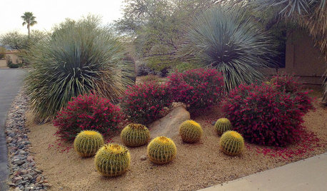 Paint the Southwest Winter Garden in Color