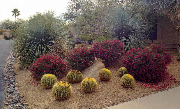 Paint the Southwest Winter Garden in Color