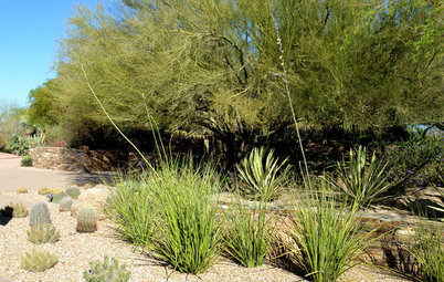 Plant New Mexico False Yucca for Spiky Garden Texture