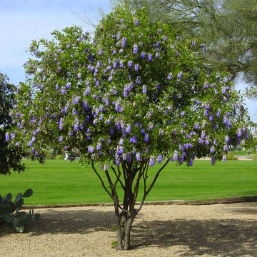 Southwestern Plants