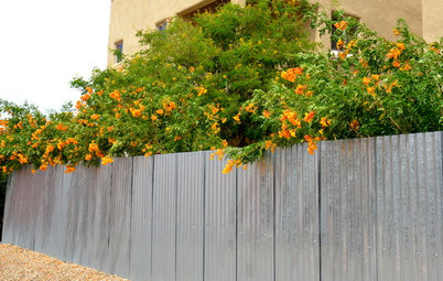 Tecoma x ‘Orange Jubilee’ Enlivens Southern Gardens