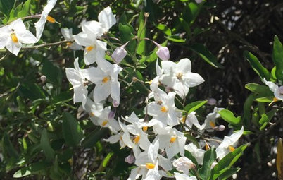 For a Bare Garden Wall or an Empty Corner, Consider Jasmine Nightshade