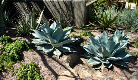 How to trim dead, dry agave leaves?