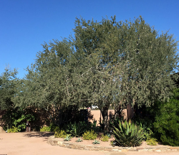 10 Essential Native Trees for Southwestern Gardens