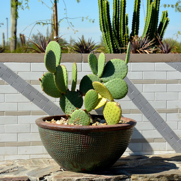 Southwestern Plants