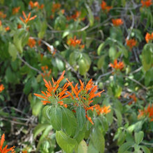 Desert Plants