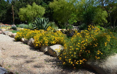 Lemmon’s Marigold Brings Flowers to Desert Gardens in Spring and Fall