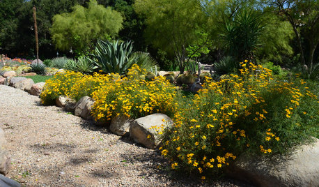 Lemmon’s Marigold Brings Flowers to Desert Gardens in Spring and Fall