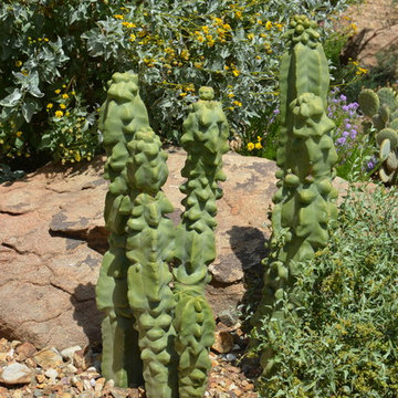 Southwestern Plants