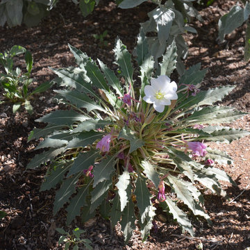 Southwestern Plants