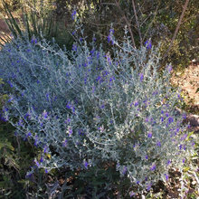 Blue flowered shrub
