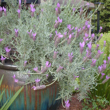 Spanish lavender in pot is a fragrant focal point