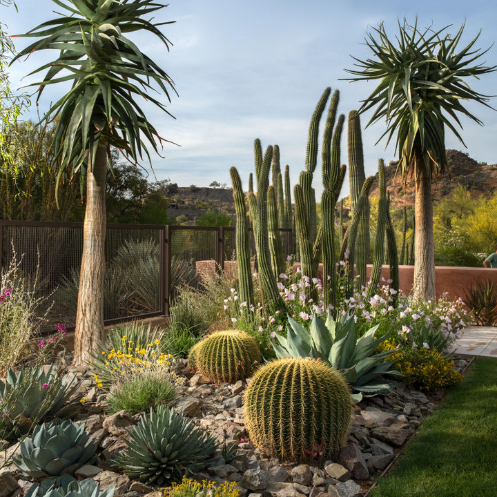 Cactus Garden Ideas - Photos & Ideas | Houzz