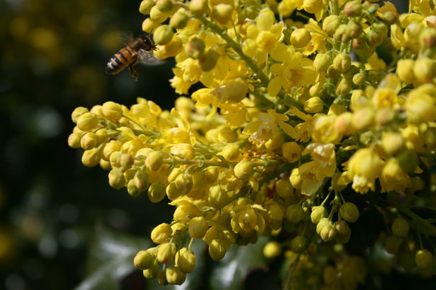 Сад Spectacular Oregon Grape