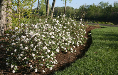 9 Deer-Resistant Flowering Shrubs to Plant This Fall