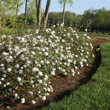 Spice Ball™ Viburnum