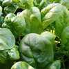Cool-Season Vegetables: How to Grow Spinach