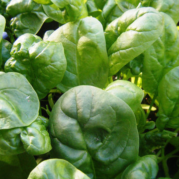 Spinach, Photo by Robin McDonald