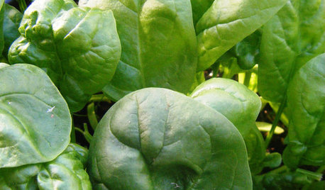 Cool-Season Vegetables: How to Grow Spinach