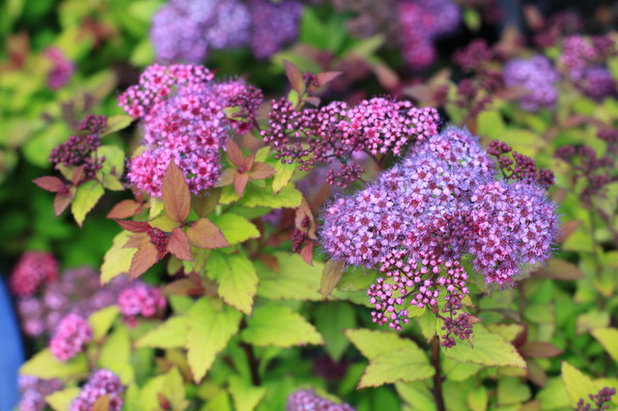 Классический Сад by The Plant Place Nursery