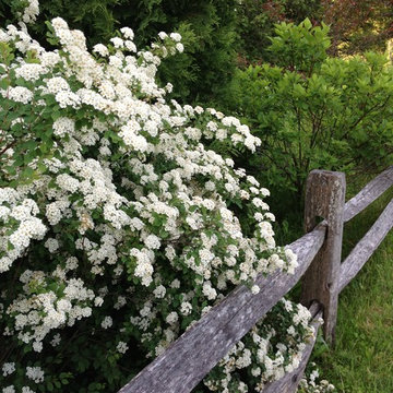 Split Rail and Bridal Wreath Spirea