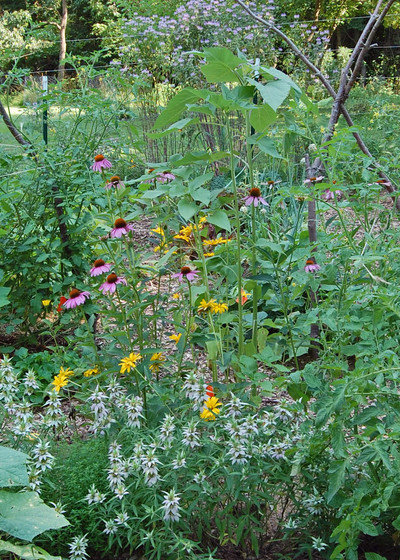 Rustic Landscape Spotted Beebalm