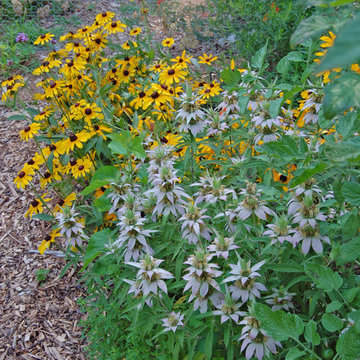 Spotted Beebalm