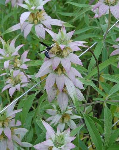 Landscape Spotted Beebalm