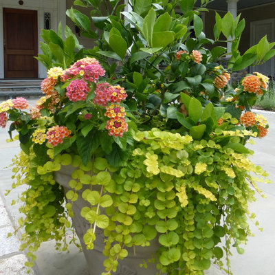 Inspiration for a large traditional landscaping in New York for summer.